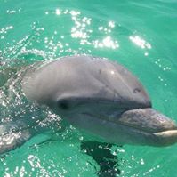 Panama City Beach Dolphin Tours & More